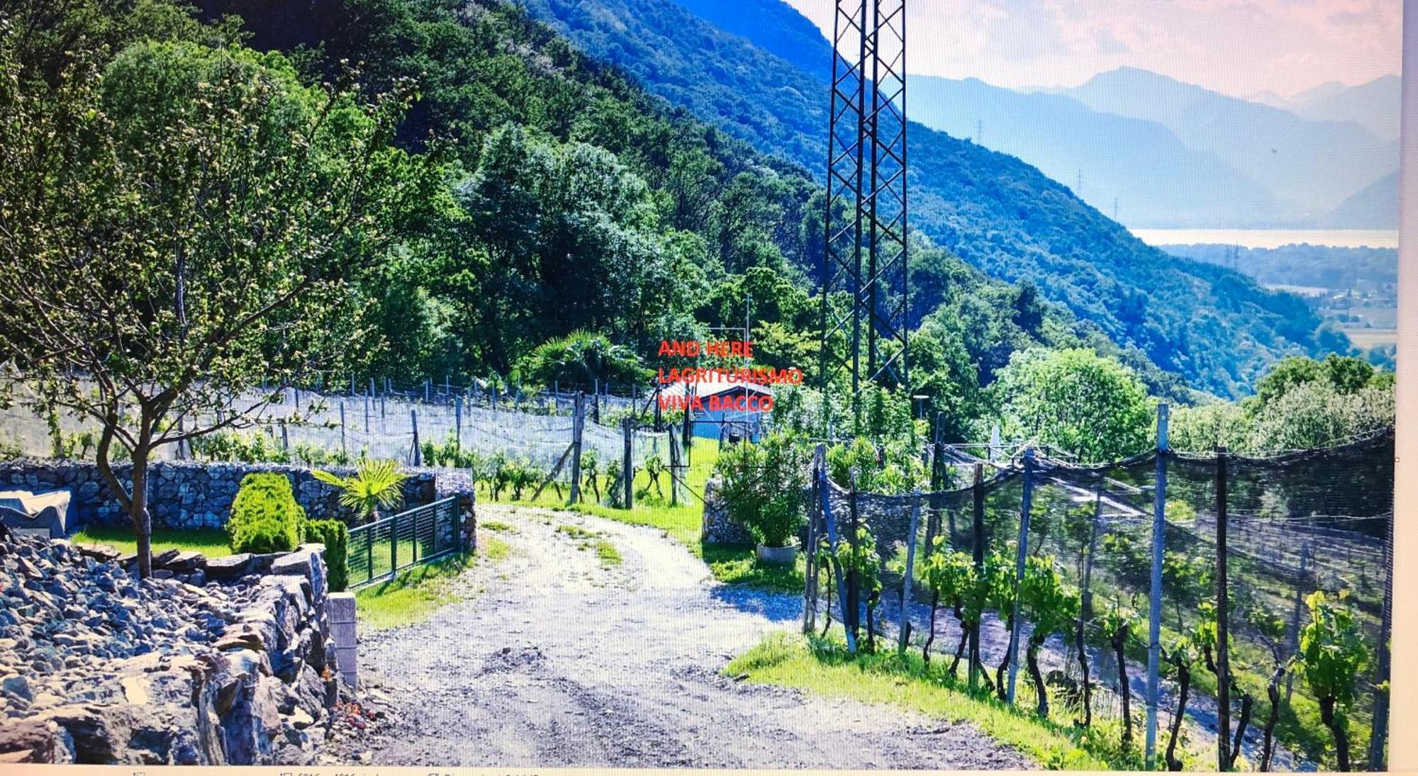 GambarognoViva Bacco住宿加早餐旅馆 外观 照片
